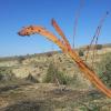 Cherry Anomaly Branch Appearance 1
