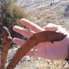 Cherry Anomaly Branch Appearance 2