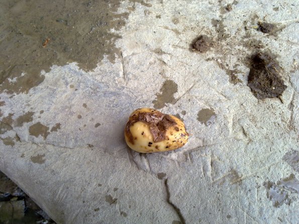 Potatoe 2