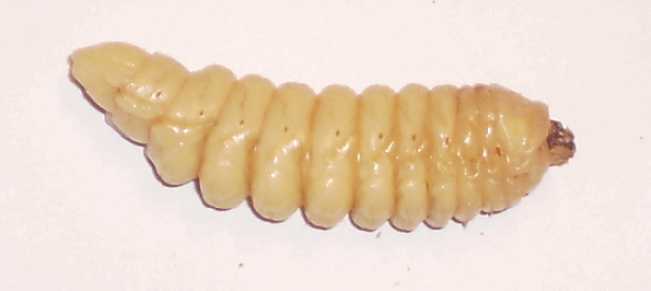 XXXL-Larvae-3