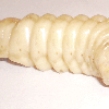 XXXL-Larvae