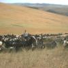 Goats and Sheep 2