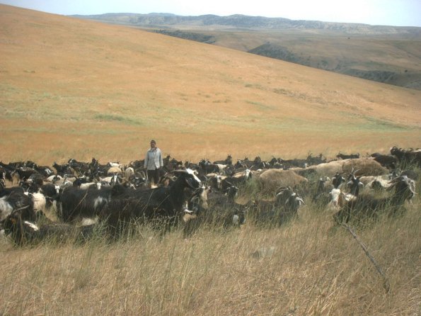 Goats and Sheep 2