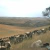 Goats and Sheep 3