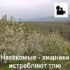 2018 06 01 Насекомые-хищники Истребляют Тлю