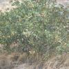 Pistachio Tree above Ayi Dere