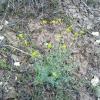 Weeds in Blossom Apr-May 061