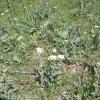 Weeds in Blossom Apr-May 084